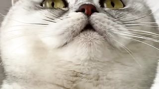 Смешные коты - Майя