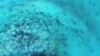 Эти смешные животные смешивают меня каждый день
