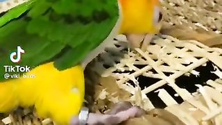 Не могу остановить смех! ???????? Смешные животные