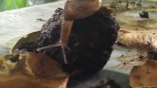 Snail 4