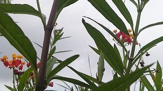 Flower 25