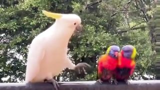 Pet's and animals voice