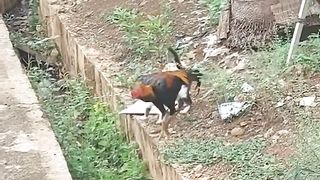Ketika kucing jatuh cinta kepada ayam