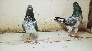 Kamgar lal ankhon wala jora beaut