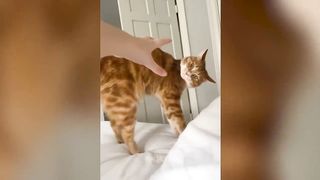 Entertain yourself with the funny antics of cats
