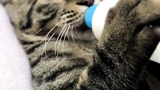 Lovely cat 2