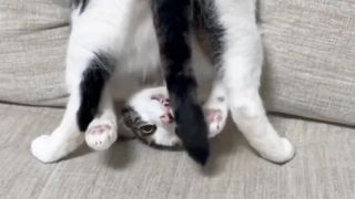 Funny cat 244