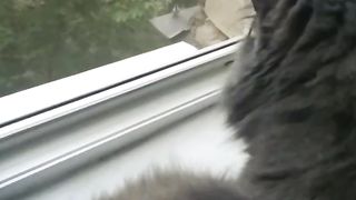 Соня смотрит птичку