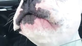 пес воет поет