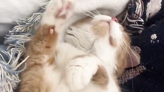 relaxing cat 2