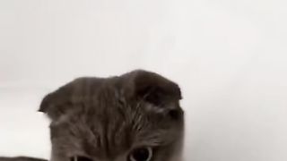 washed cat