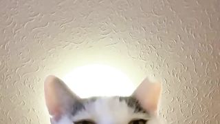 Cat noticed the camera