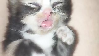 cute cat 42