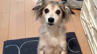 Dogs who find it difficult to be separated from their owners