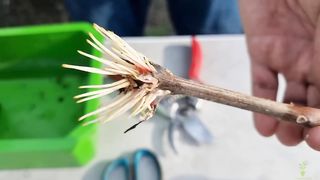 Rooting of Cuttings of Vines in Air and Water