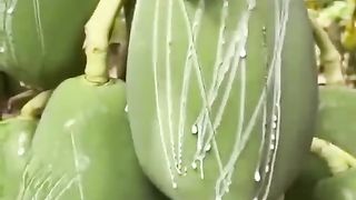 why Agriculture papaya fruit
