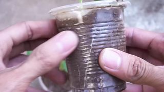 Grow bitter melon on the terrace in used recycling baskets
