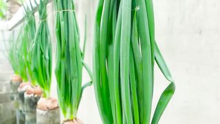 Growing Onions with just a few small plastic bottles
