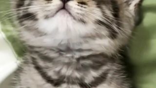 snoring cat