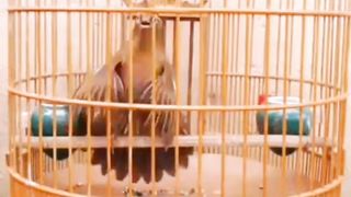 Burung Wambi istimewa