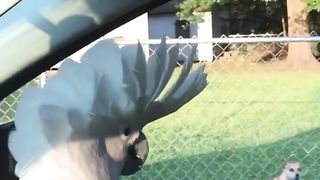 Funny Cockatoo and Pups Have Lively Convo!