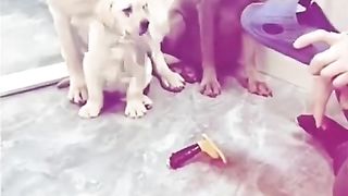 Let's see how a dog saves its children