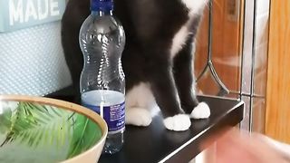 Pesky Cat Keeps Knocking Bottle Off Shelf
