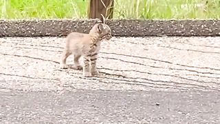 Couple finds baby bobcat