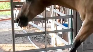 Horse Opens Door For Himself