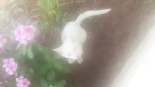 White cat 3