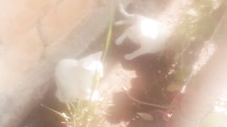 White cat 4