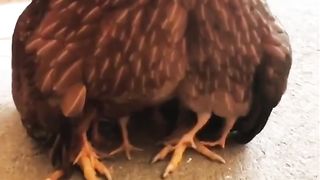 Adorable Chicks Hid Under Mom!