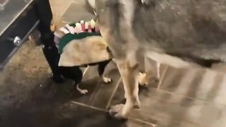Funny Dog Lifts Pup Dressed Like a Taco!