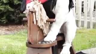 Funny Bulldog LOVES Riding Rocking Horse!