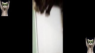 New_Funny_Animals