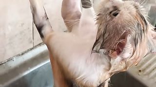 Cats Bathe Themselves || ViralHog