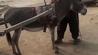 Donkey ???? 2