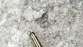 Lovely Caterpillar walking