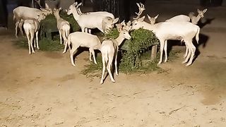 Zoo day and night