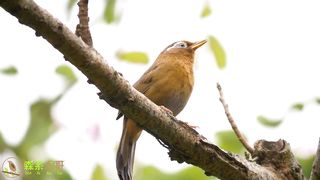 Burung terindah dengan suara asli.