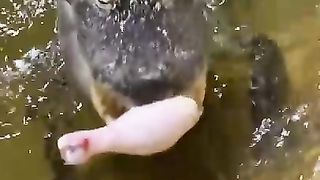 How The Animals Eat On Thanksgiving ???????? #shorts #thanksgiving.