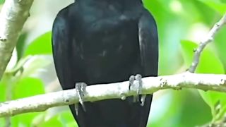 #wow #views #fyp #tiktok #reels #parrots #couple #amazing #viral #trending 2