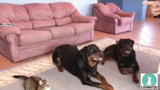 Dogs and cat.