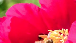 bee collecting honey from flower  #viral  #viralvideo  #shortvideo