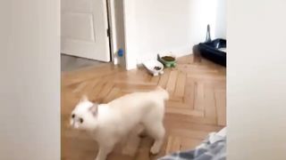 Funny cat 245