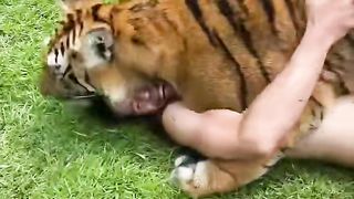 Tigre lindo com seu dono se divertindo