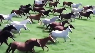 Cavalos selvagens lindos se divertindo
