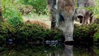 Animais na natureza vivendo suas vidas
