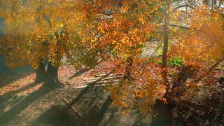 Autumn tree