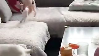funny_dog_video_to_die_of_laughter